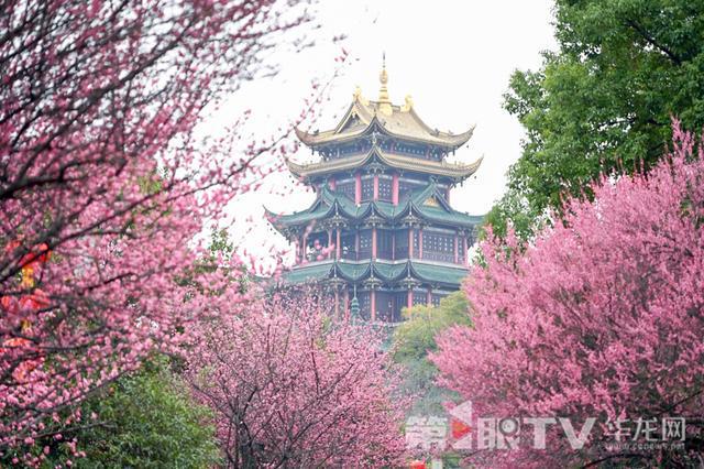 公主请收下你的专属赏花指南去打卡重庆“公园里的春天”(图3)
