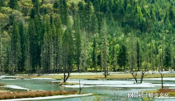 九游app入口：四川旅行社标杆推荐：企业商务与定制服务全能标杆全场景接待！(图4)