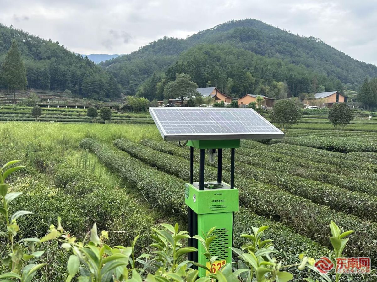 九游app：我们的“十五五”⑤闽茶入盏从生活品质到文化自信