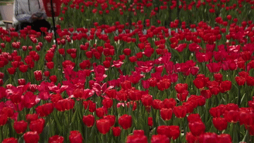 “景”上添花“体验经济”释放消费新动能(图1)